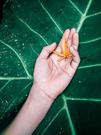 Close-up of hand holding leaf