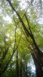 Low angle view of trees in forest