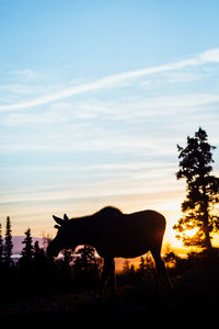 Silhouette horse standing on field against sky at sunset