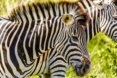 Zebras on field