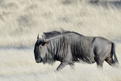 Horse grazing on field