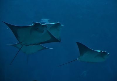 Close-up of fish swimming in sea