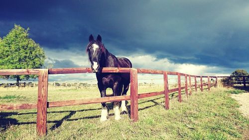 Horse in ranch against sky at beach