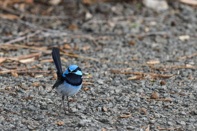 High angle view of bird perching on a field