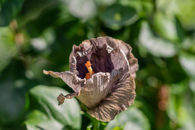 Close-up of butterfly on flower