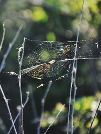 Close-up of spider on web