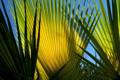 Plant growing on a tree
