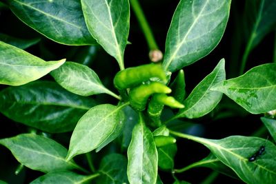 Close-up of green leaves