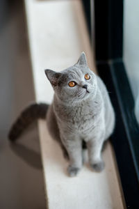 Close-up portrait of cat looking at camera