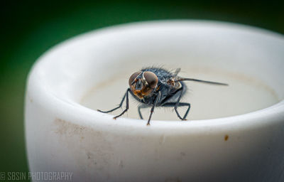 Close-up of fly