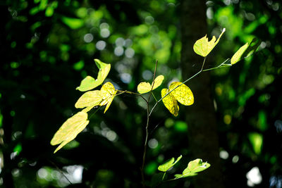 Close-up of yellow flowering plant leaves