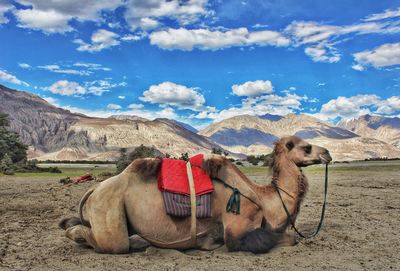 Camel ride at nubra valley, laddakh.