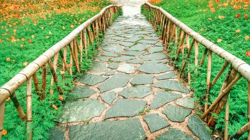 Narrow walkway along trees