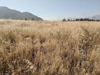 Scenic view of field against clear sky