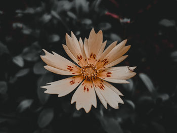 High angle view of flowering plant