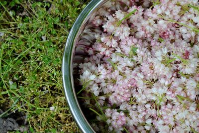 High angle view of pink flowering plants in basket