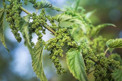 Close-up of plant