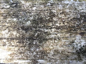 Full frame shot of tree