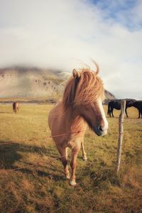 Horse on field against sky