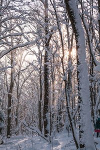 Snow covered trees in forest