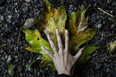 High angle view of leaf on rock
