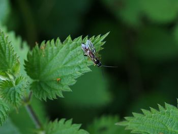 Close-up of insect on plant