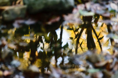 Close-up of autumn leaves