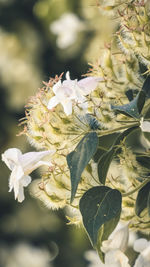 Close-up of flowering plant