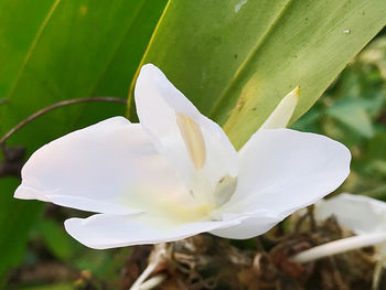 Close-up of white flowering plant