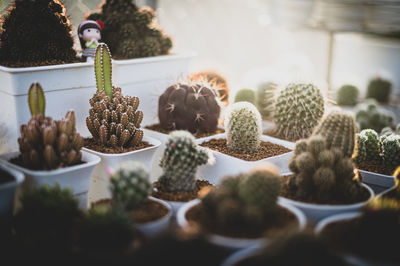 Close-up of succulent plants on table