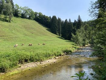 Scenic view of stream amidst trees