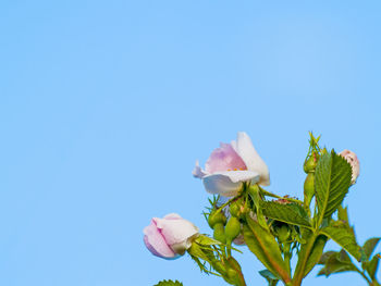 Low angle view of fresh flowers against clear blue sky