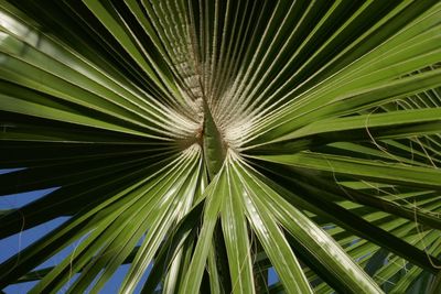 Full frame shot of palm tree leaves