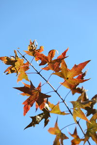 Low angle view of maple leaves against clear blue sky