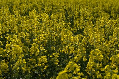 Full frame of plants growing on field