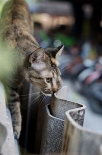 Close-up of a cat