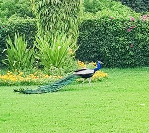 View of a bird on grass