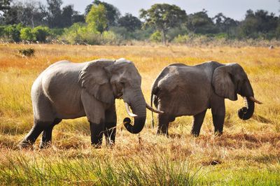 Elephants on grassy field
