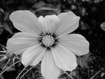 Close-up of flower blooming outdoors