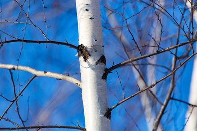 Low angle view of bare tree against blue sky