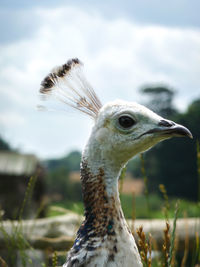 Close-up of bird