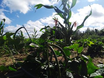 Close-up of plants growing on field against sky