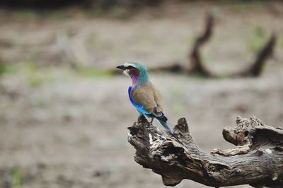 Close-up of bird perching outdoors