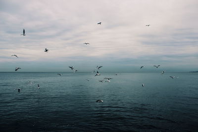 Seagulls flying over sea against sky