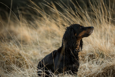 Close-up of a dog looking away