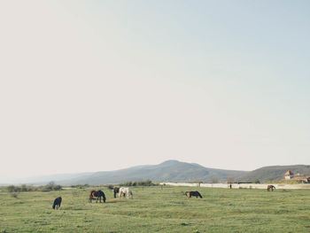 Sheep grazing on field