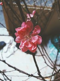 Close-up of pink flower blooming outdoors