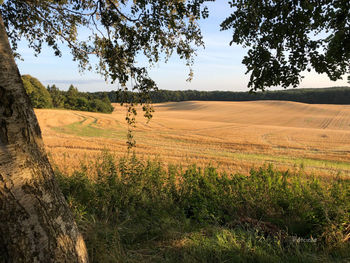 Scenic view of agricultural field against sky