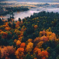 High angle view of trees in forest