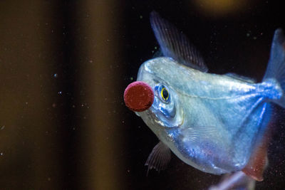 Close-up of fish swimming in sea